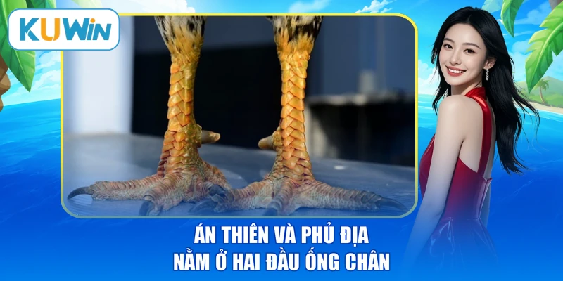 Án thiên và phủ địa nằm ở hai đầu ống chân