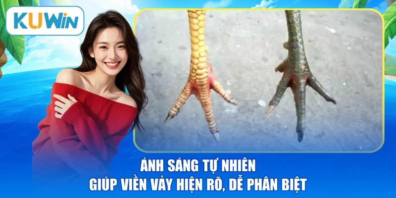 Ánh sáng tự nhiên giúp viền vảy hiện rõ, dễ phân biệt