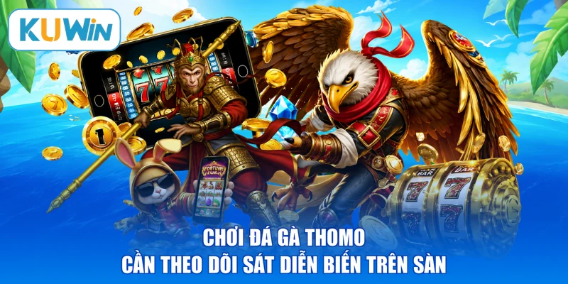 Chơi đá gà Thomo cần theo dõi sát diễn biến trên sàn