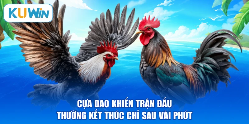 Cựa dao khiến trận đấu thường kết thúc chỉ sau vài phút