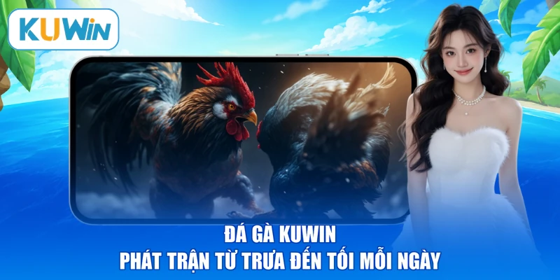 Đá gà KUWIN phát trận từ trưa đến tối mỗi ngày