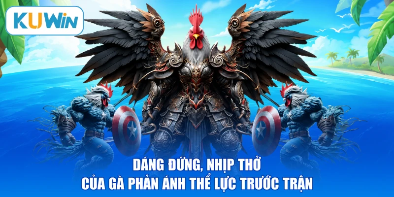 Dáng đứng, nhịp thở của gà phản ánh thể lực trước trận