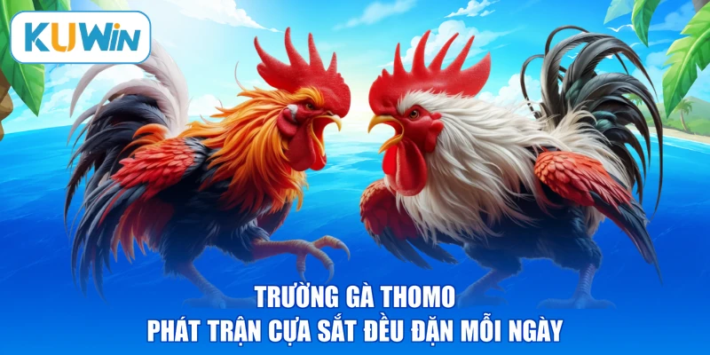 Trường gà Thomo phát trận cựa sắt đều đặn mỗi ngày