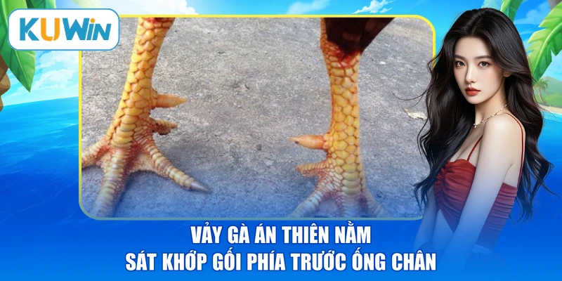 Vảy gà án thiên nằm sát khớp gối phía trước ống chân